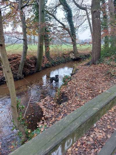 Hundeauslaufgebiet-Am Ölbach-Bild