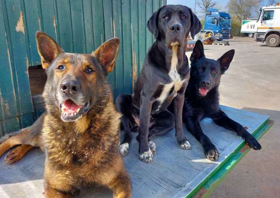 Schäferhund-Fans?-Beitrag-Bild