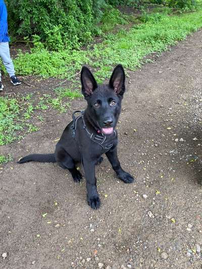 Welpen Bilder !-Beitrag-Bild