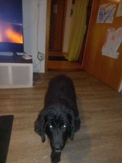 Neufundländer Freunde!-Beitrag-Bild