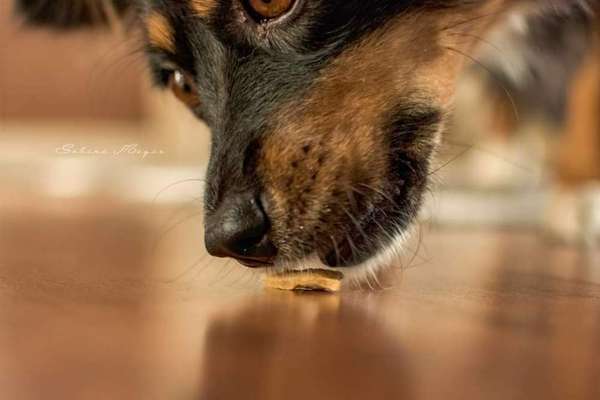 Die Dogorama Kalender Challenge Titelbild-Beitrag-Bild