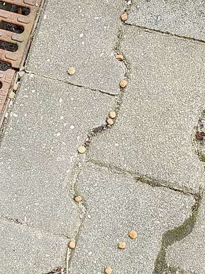 Giftköder-Giftköder-Bild