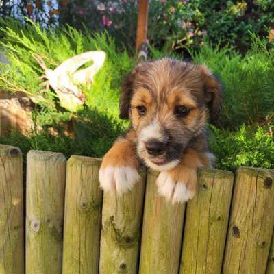 Hundetreffen-Welpentreffen im Prater-Bild