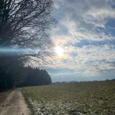 Hundetreffen-Spazieren gehen in Schärding und Umgebung :)-Bild