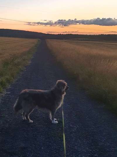 Dogorama Photo Challenge - an der Leine-Beitrag-Bild