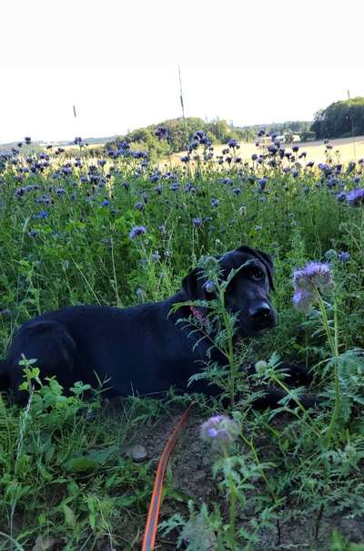 Dogorama Photo Challenge - an der Leine-Beitrag-Bild