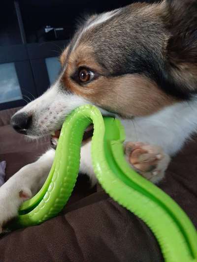 Zeige deinen Schatz mit seinem Lieblingsspielzeug.-Beitrag-Bild