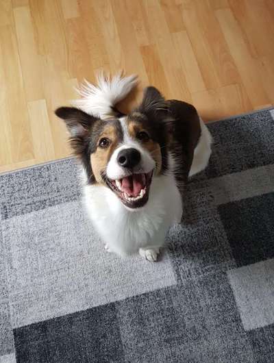 Handy Foto Challange Nr. 46  Happy Dog-Beitrag-Bild