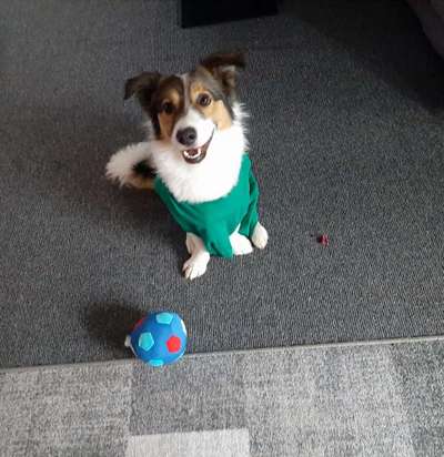 Zeige deinen Schatz mit seinem Lieblingsspielzeug.-Beitrag-Bild