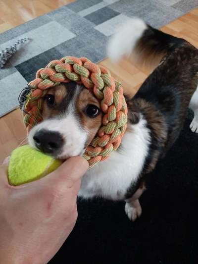 Zeige deinen Schatz mit seinem Lieblingsspielzeug.-Beitrag-Bild