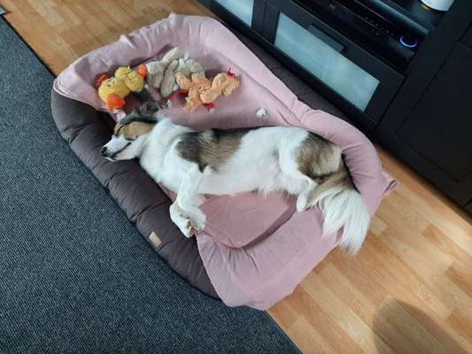 Zeige deinen Schatz mit seinem Lieblingsspielzeug.-Beitrag-Bild