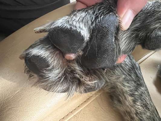 Operation am Pfoten Ballen (Maßnahmen nach OP)-Beitrag-Bild