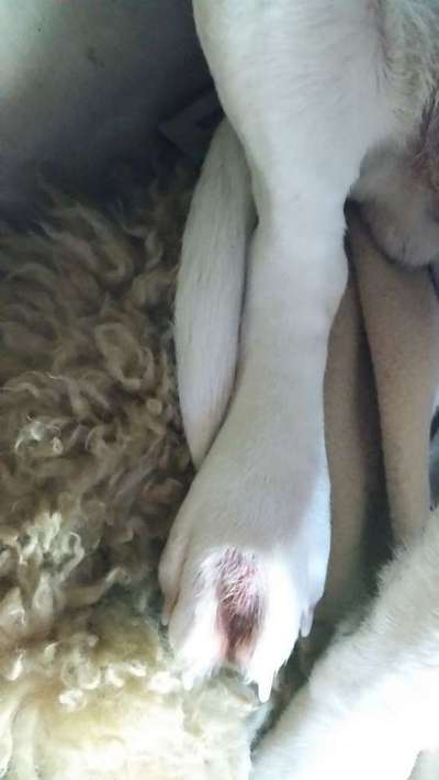 Komische stelle zwischen den Zehen-Beitrag-Bild