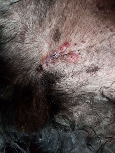 -BEANTWORTET-  Wundverheilung nach Kastration-Beitrag-Bild