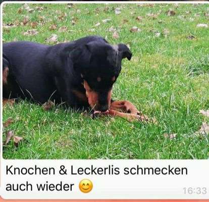 Ein Jäger schießt auf deinen Hund, was passiert?-Beitrag-Bild