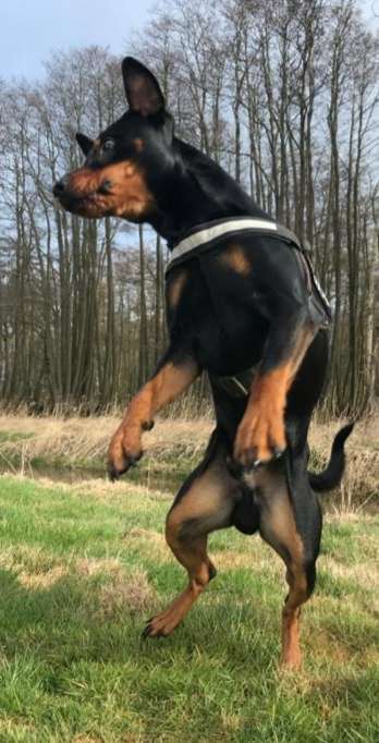 Lustigsten Grimassen von euren Hunden-Beitrag-Bild