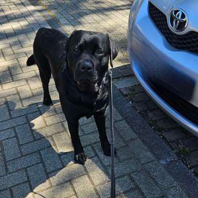 aktuelles Foto Gruppe Labrador