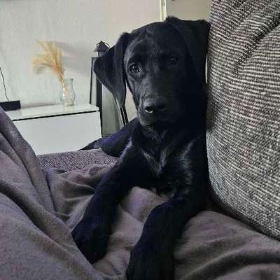 aktuelles Foto Gruppe Labrador