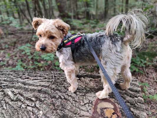 Hund aus dem Spanischen Tierschutz-Beitrag-Bild