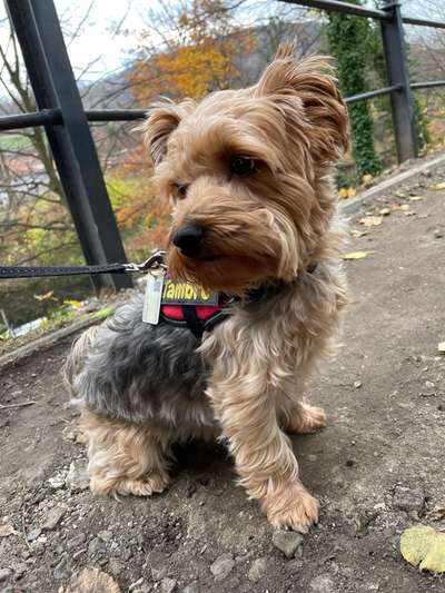 Hund aus dem Spanischen Tierschutz-Beitrag-Bild