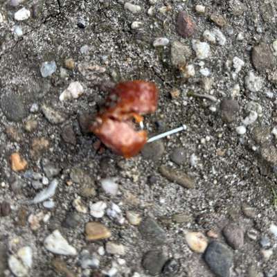 Giftköder-Wurststücke mit Nägeln-Bild