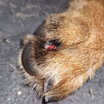 Tierarzt ja oder nein --> Krallenverletzung-Beitrag-Bild