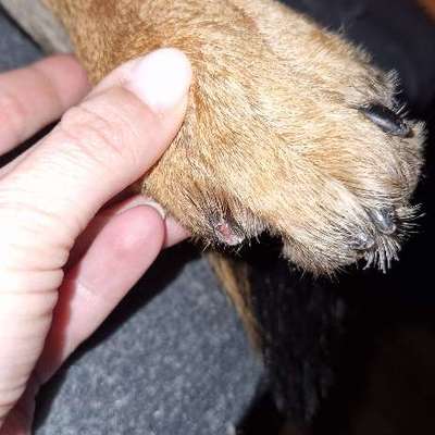 Tierarzt ja oder nein --> Krallenverletzung-Beitrag-Bild