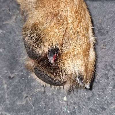 Tierarzt ja oder nein --> Krallenverletzung-Beitrag-Bild