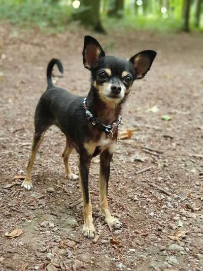 Verkaufe Geschirre Curli und Dog Copenhagen-Beitrag-Bild