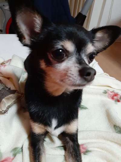 Wo sind die Zwergpinscher?-Beitrag-Bild