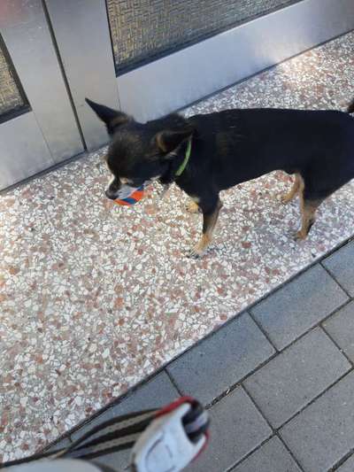 43. Fotochallenge-Zeigt mir eure Ball oder Frisbee verrueckten Hunde-Beitrag-Bild