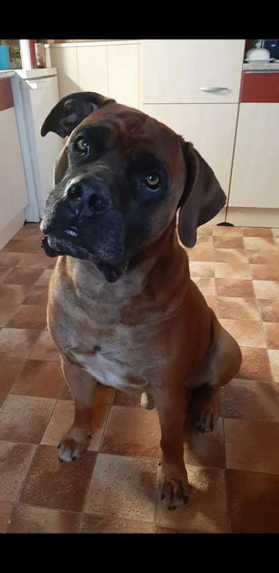 Hundetreffen-Suche für meinen Rüden Spielgefährtin-Bild