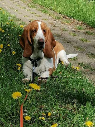 Basset Hound-Beitrag-Bild