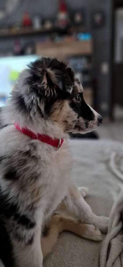 Dogorama Photo Challenge - Portrait-Beitrag-Bild