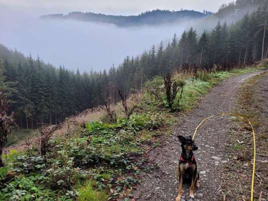 156. Fotochallenge *** DEIN HUND UND DIE WUNDERSCHÖNEN WOLKEN ***-Beitrag-Bild