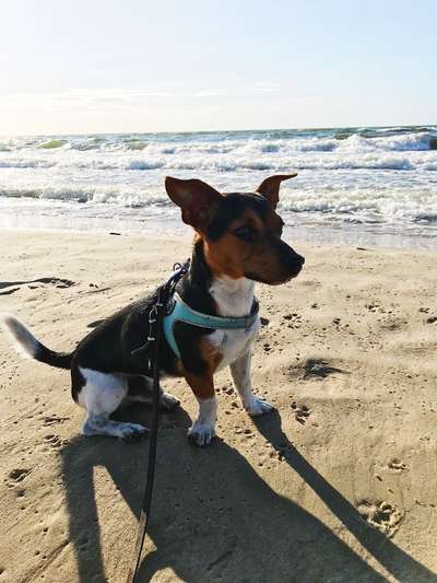 Die Dogorama Wochen Challenge: “Dein Hund im Urlaub”-Beitrag-Bild