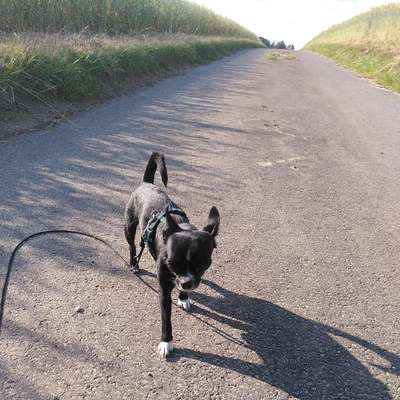 Hundetreffen-Spaziergang mit Mini Hunden-Bild