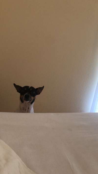 TierschutzhundeStammtisch🐕-Beitrag-Bild