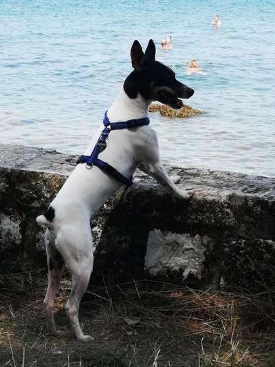 Die Dogorama Wochen Challenge-Beitrag-Bild