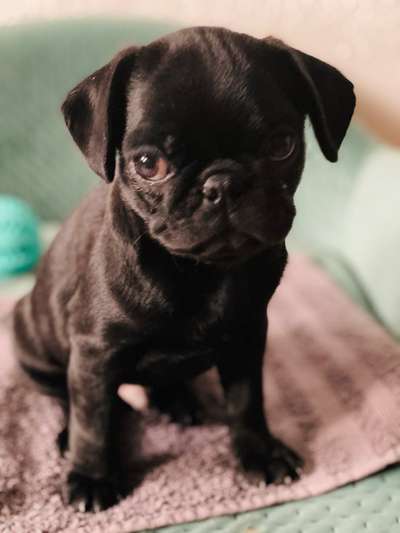 Die besten Hundeblicke 🐾❤️-Beitrag-Bild