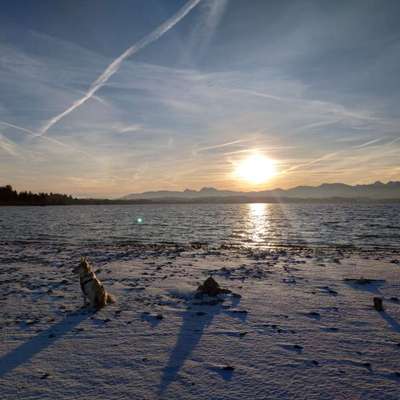 Hundetreffen-Schnüffelpartner für die Morgenstunden gesucht-Bild