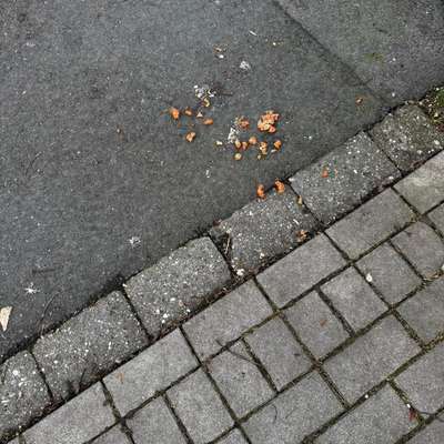 Giftköder-Rattengift?-Bild