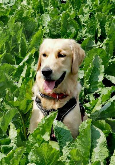 Die Dogorama Kalender Challenge 4/4-Beitrag-Bild