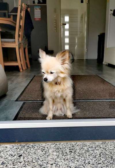 Wo sind die Chihuahua Besitzer ?-Beitrag-Bild