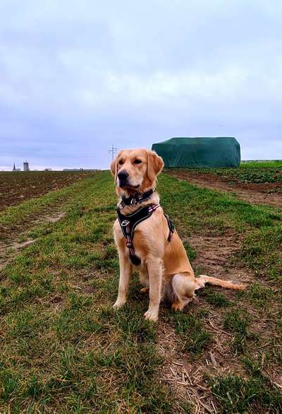 Größe eures Goldies-Beitrag-Bild