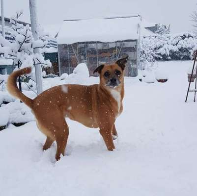 Die Dogorama Kalender Challenge Titelbild-Beitrag-Bild