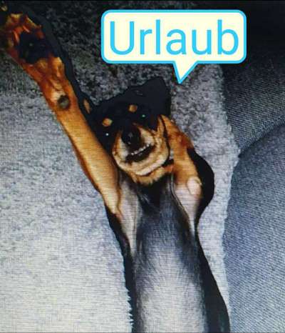 Die Dogorama Kalender Challenge Titelbild-Beitrag-Bild