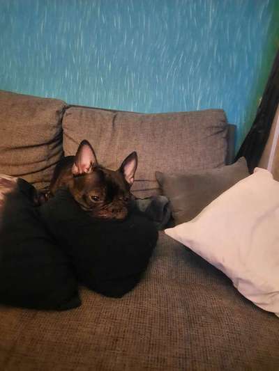 Französische Bulldoggen-Beitrag-Bild