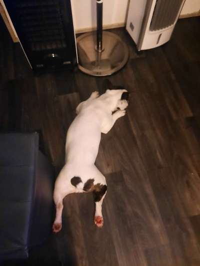 Zeigt her eure Frenchi-Beitrag-Bild