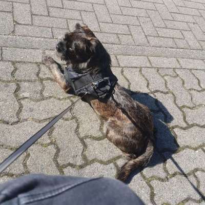 Hundetreffen-Hunde spielen-Bild